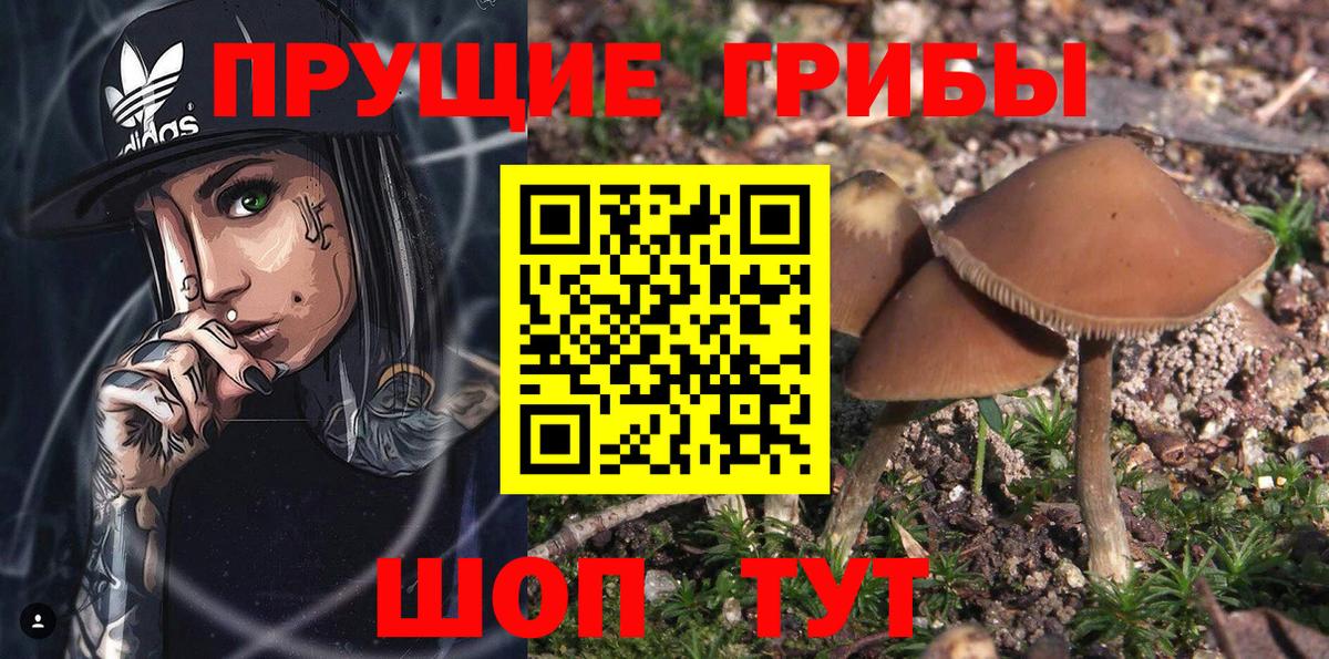 Псилоцибиновые грибы Psilocybine cubensis Ржев